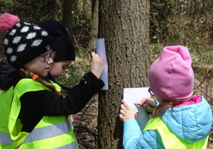 15 dziewczynki badają fakturę drzewa